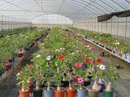 adenium plant