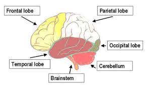 human brain