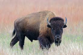 american bison