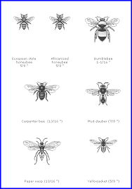 types of bees