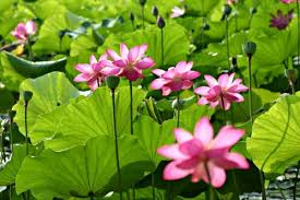lotus blossoms