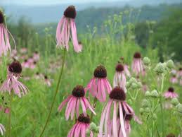 coneflower plants