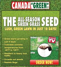 canada grass