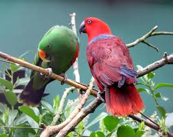 eclectus parrots