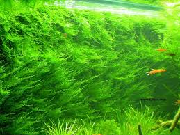 aquatic moss
