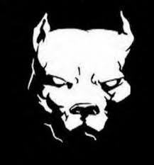 cani pitbull
