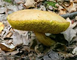 boletes