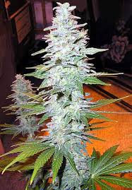 cannabis white widow