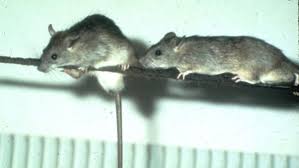 roof rats