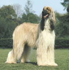 afghan hound dog