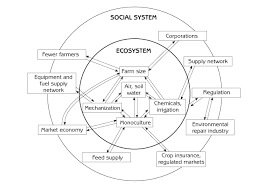 social systems
