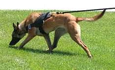 belgian malinois dog