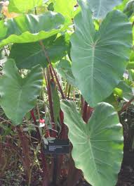 colocasia esculenta