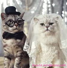 dog wedding