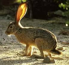 jack rabbit