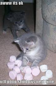 crazy kittens