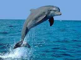 http://t0.gstatic.com/images?q=tbn:cTiMLMqquP-OQM:http://oseb79.free.fr/images/Nature,%2520animeaux/Dauphins%252002.jpg