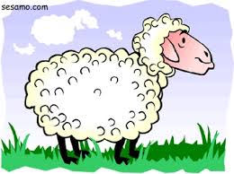 a buaya always say .. Sheep