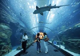 killer sharks