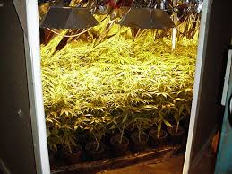 grow marijuana