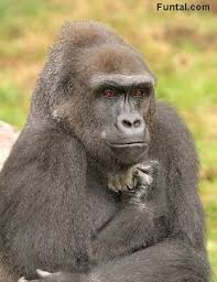 funny pics of animals