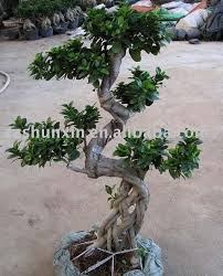 bonsai ficus retusa