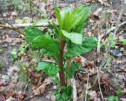 phytolacca