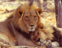 lions pics