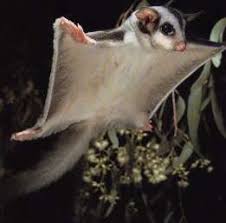sugar glider pets