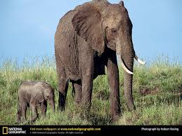elephants national geographic