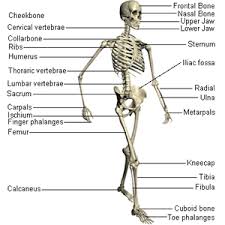 human skeleton joints