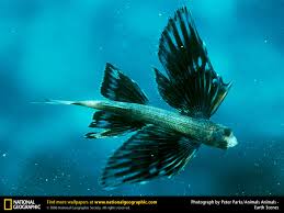 photos of fish