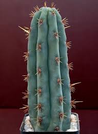 echinopsis pachanoi