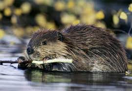 beaver clothing