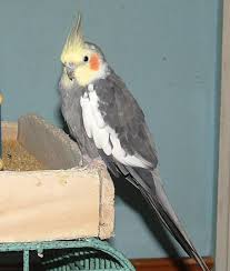 cockatiel