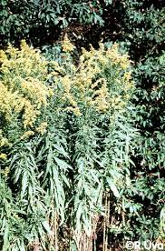 northeast weeds