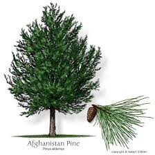 eldarica pine tree