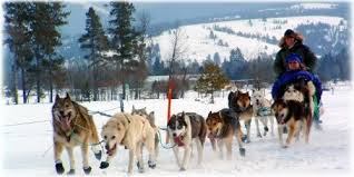 sled dog racing