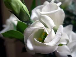 معاني ألوان الورود  2004.02.20_white_flower