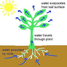 absorb water