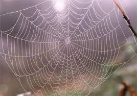 spider webs