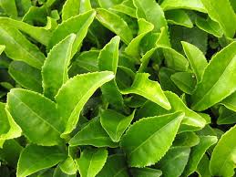green tea leaves