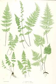 cystopteris