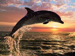pictures jumping dolphins