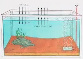 fish tank aeration