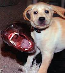 funny puppies