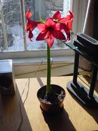 christmas amaryllis