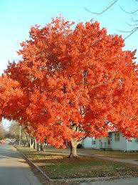 pictures maple tree
