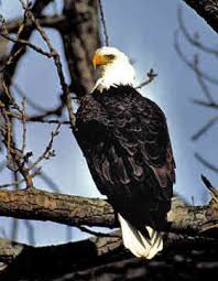bald eagle images