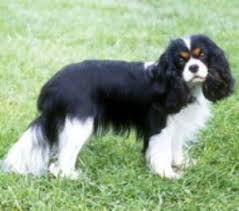 cavalier king charles dog